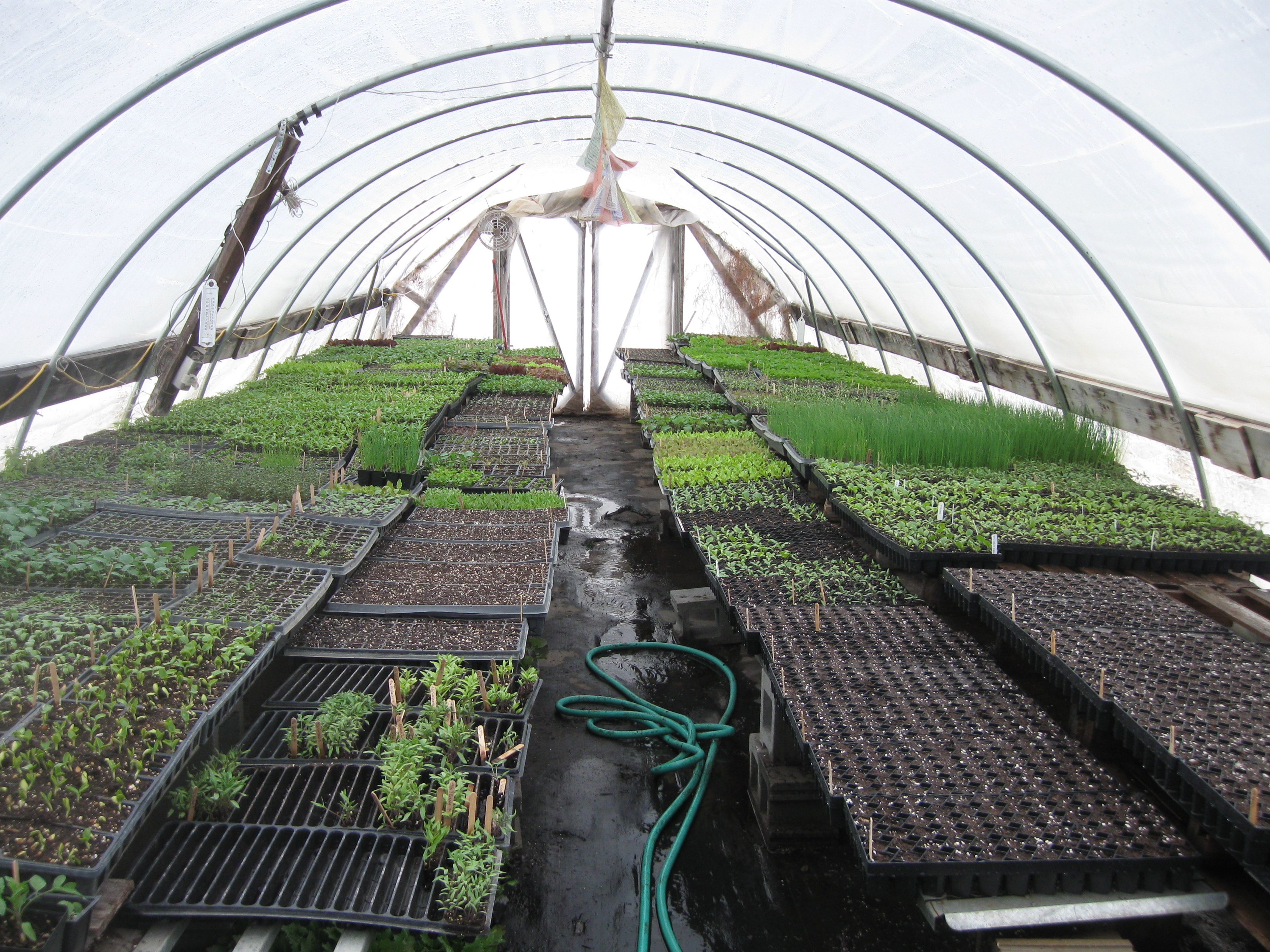 50 flats in greenhouse