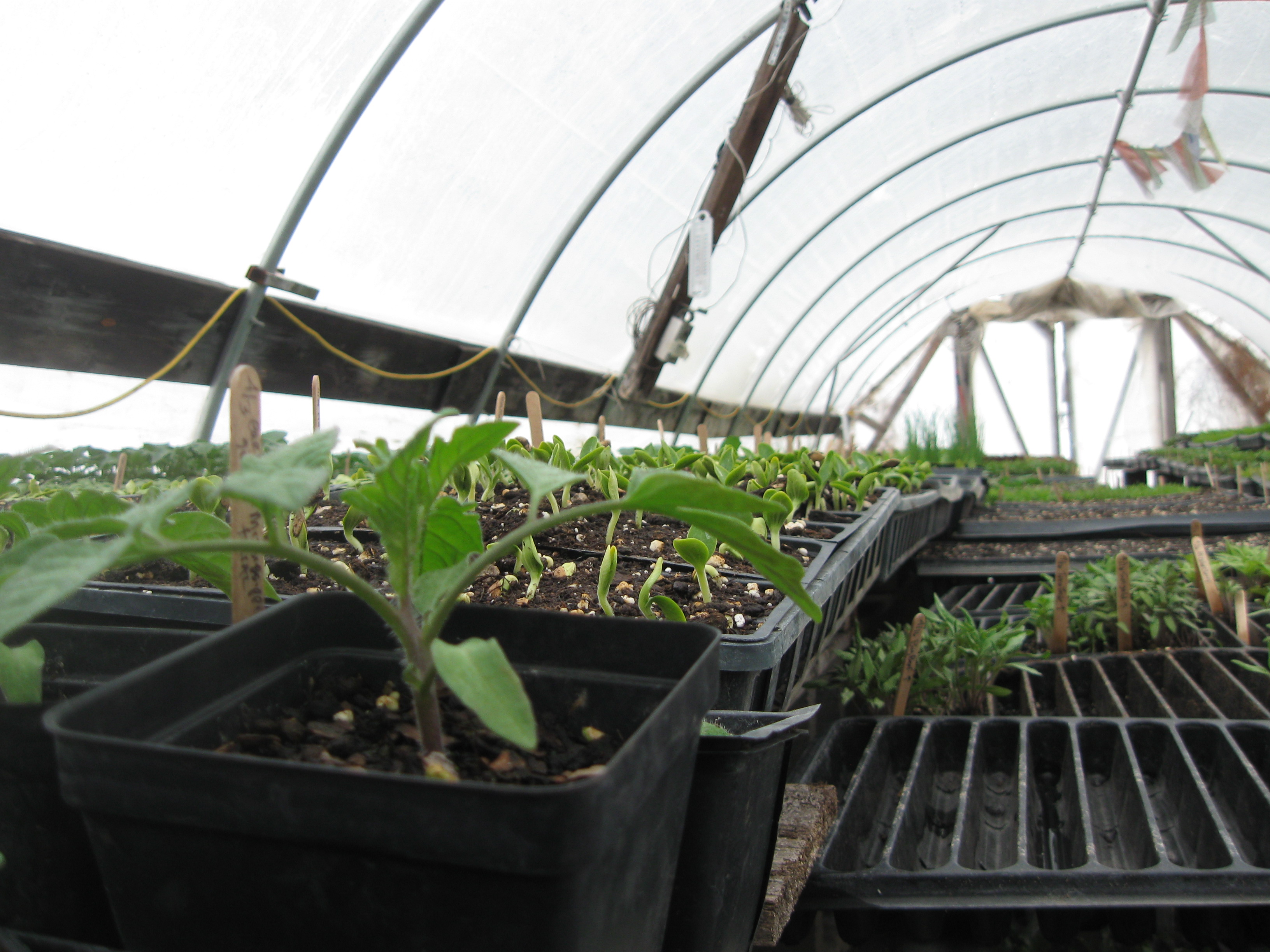 Tomatoes in greenhouse