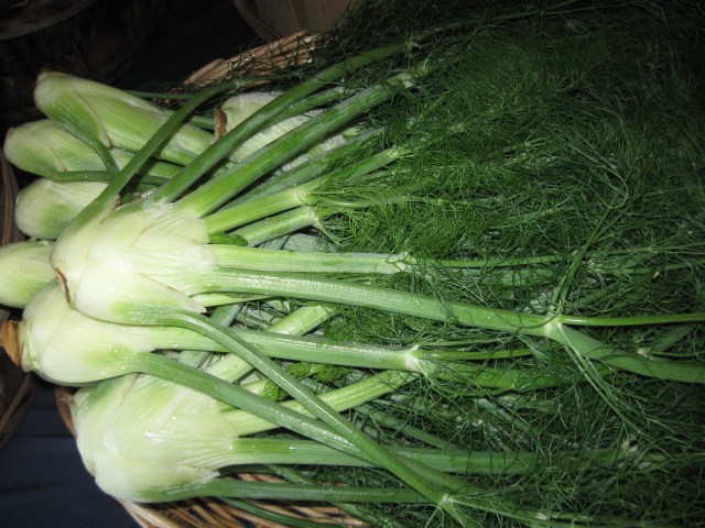 Fennel