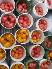 Tomatoes and Tomatillos