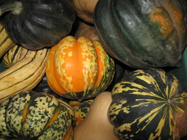 Winter squash