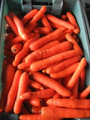 late summer 2015 013