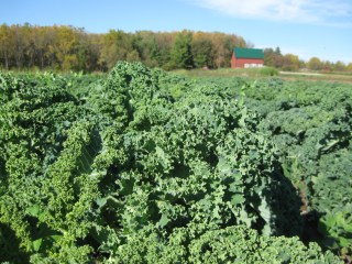 farm, allia,veggie pictures 027