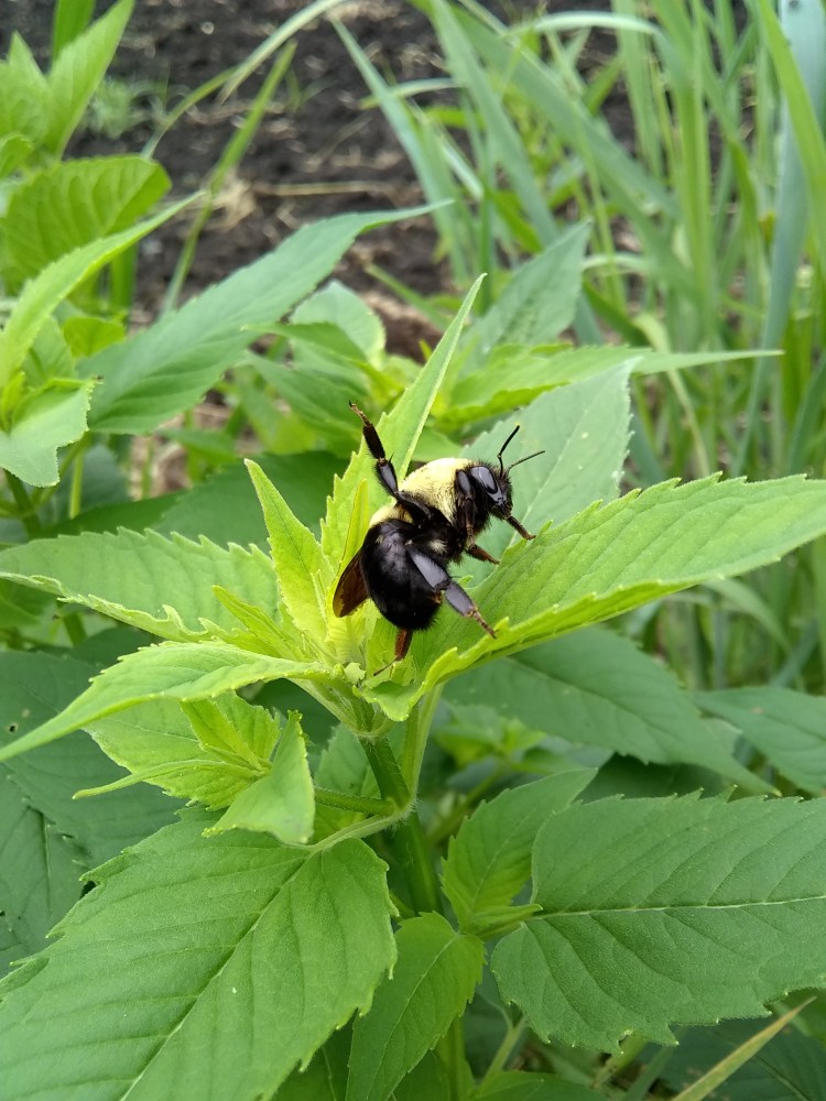 IMG_20190621_163915912