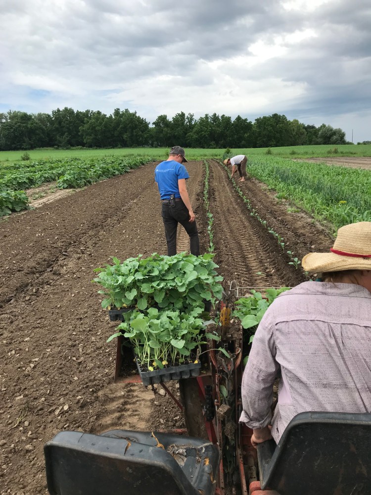 Planting Broccoli