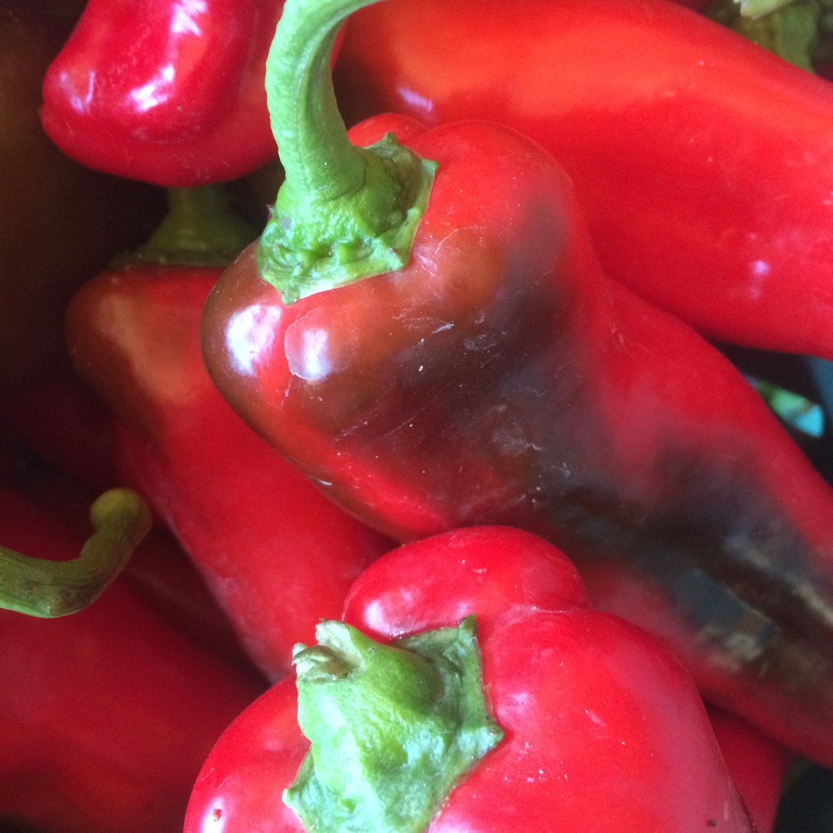 Farm Newsletter September 28,&nbsp;2021