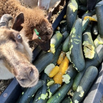 Farm Newsletter August 9,&nbsp;2022