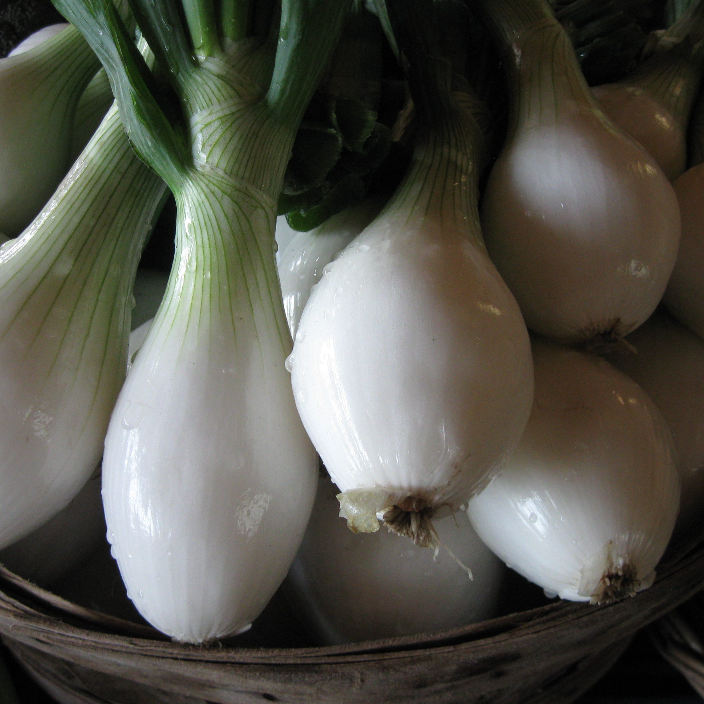 Onions and Scallions