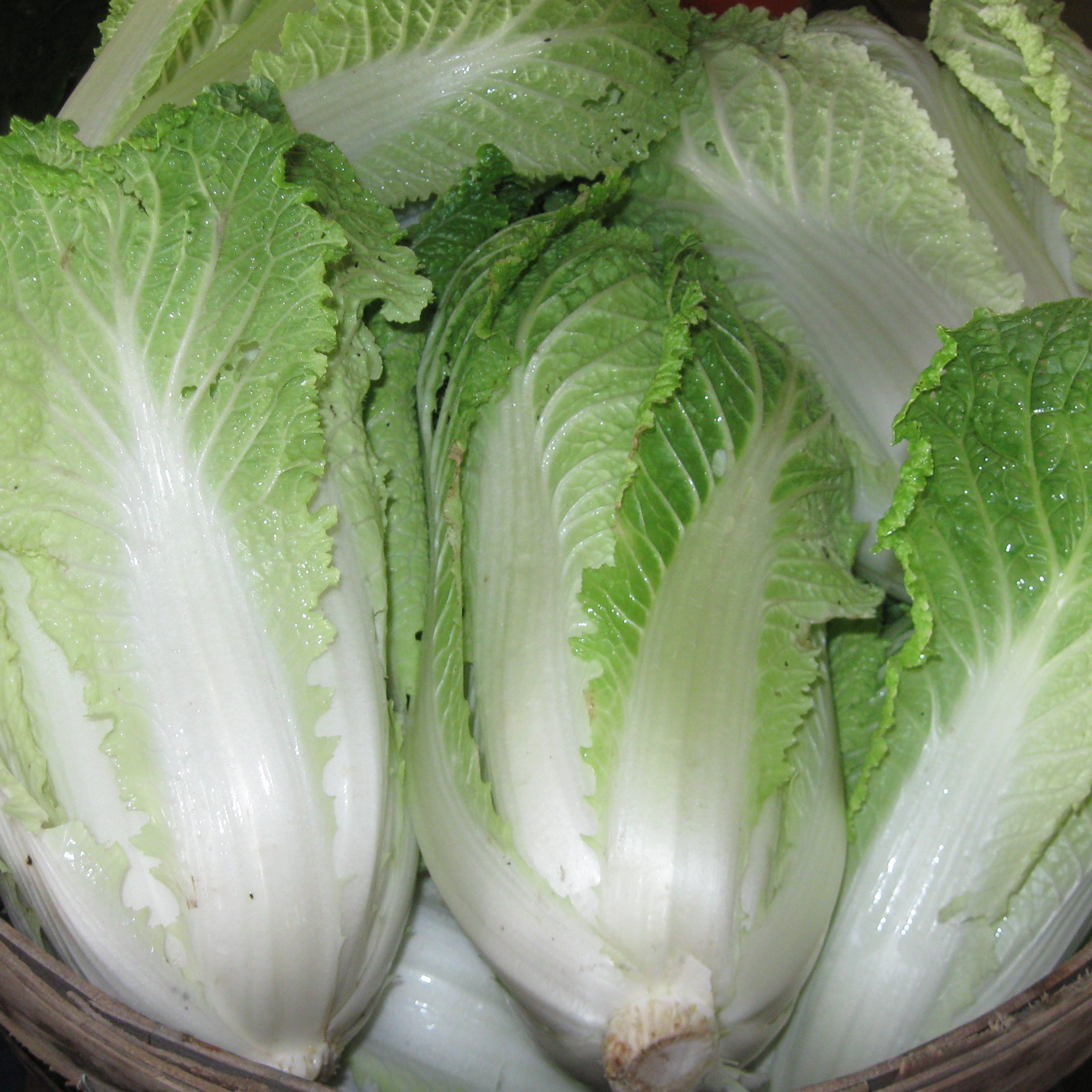 Chinese Cabbage