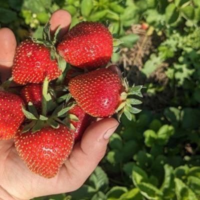 Farm Newsletter June 13,&nbsp;2023