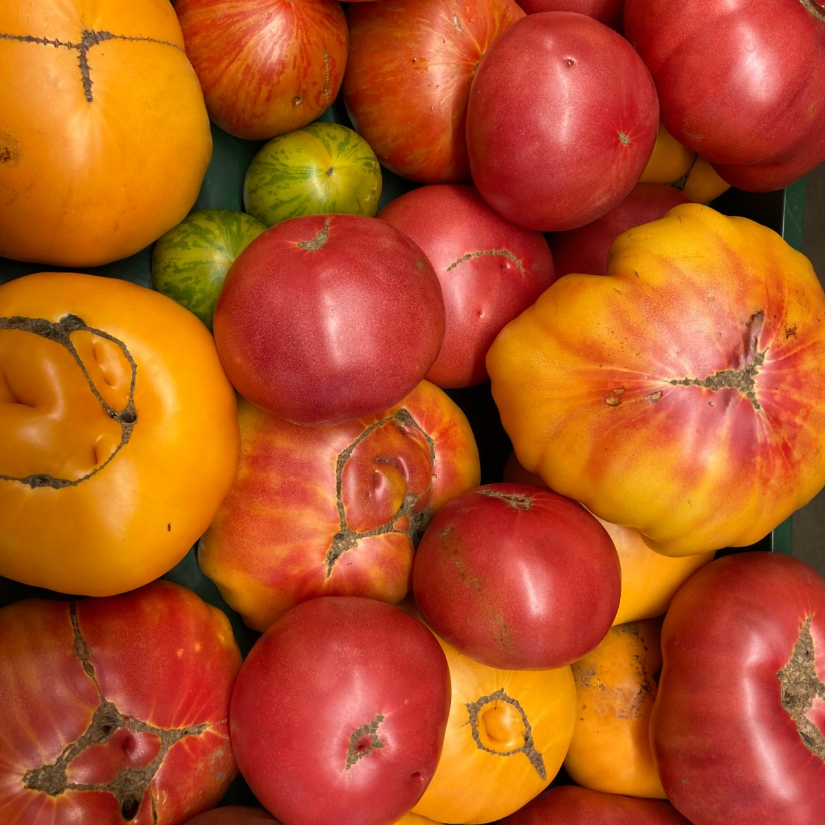 Farm Newsletter August 29,&nbsp;2023