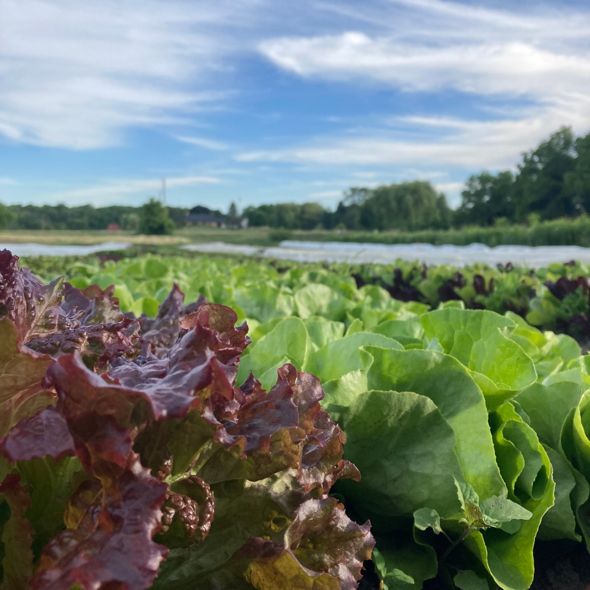 Farm Newsletter June 11,&nbsp;2024