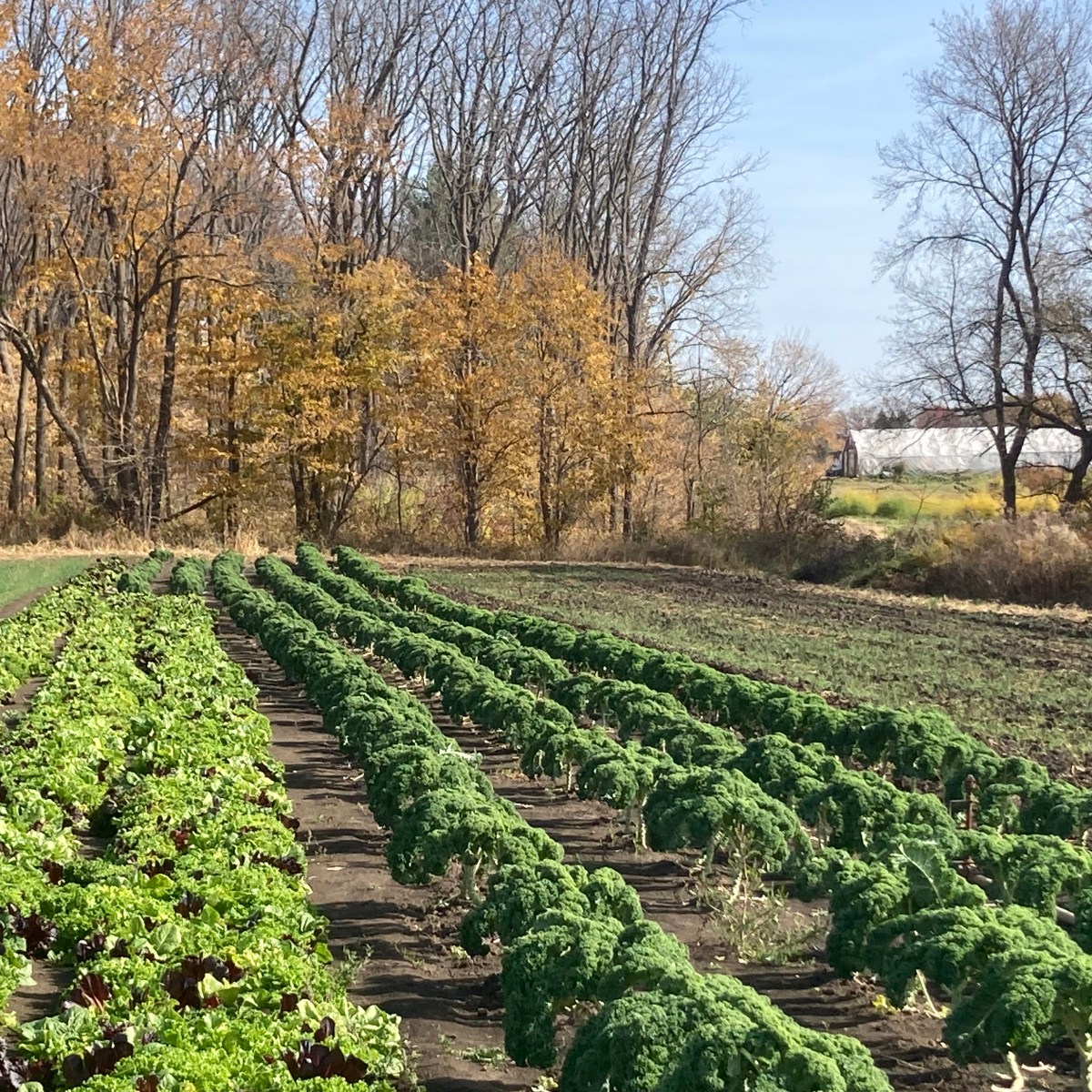 Farm Newsletter October 22,&nbsp;2024