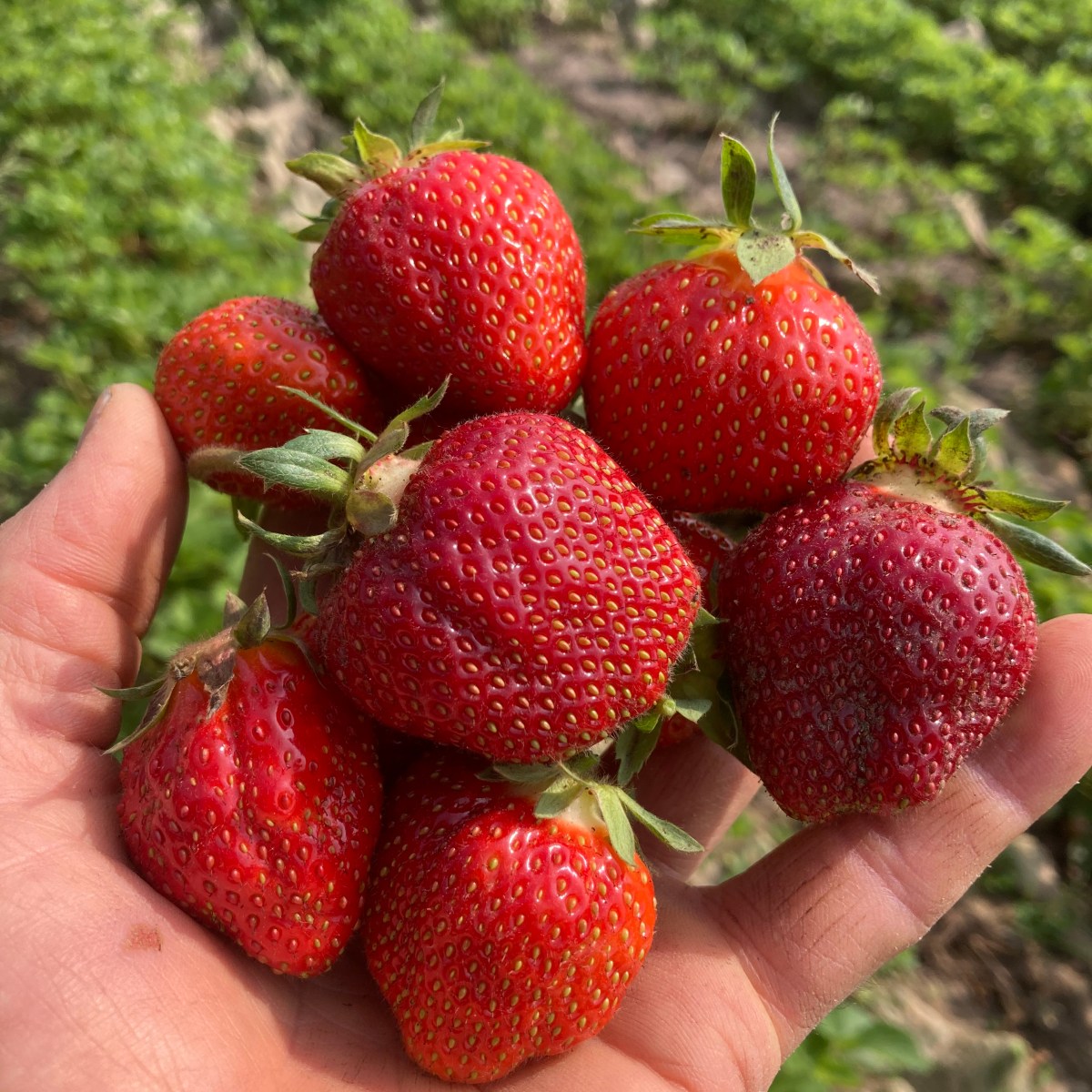 Farm Newsletter June 9,&nbsp;2026