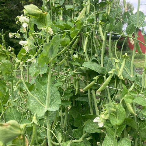 Open Hands Farm – Community Supported Agriculture