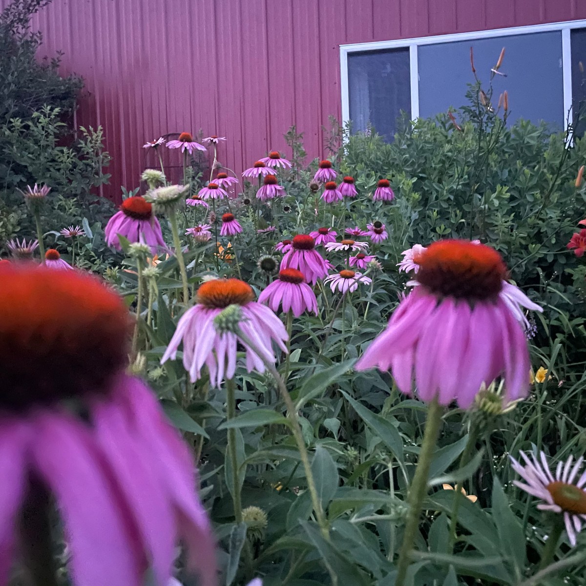 Farm Newsletter July 22,&nbsp;2025