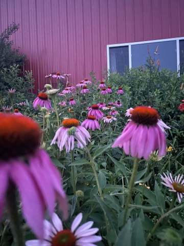 Open Hands Farm – Community Supported Agriculture