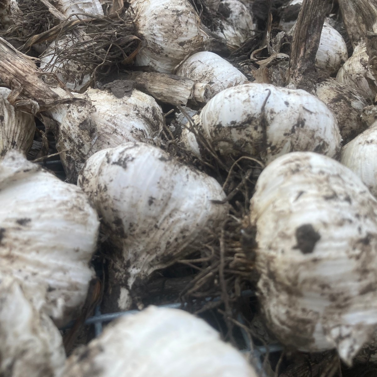 Farm Newsletter August 5,&nbsp;2025