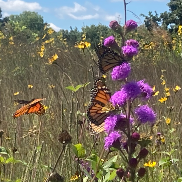 Farm Newsletter September 2,&nbsp;2025