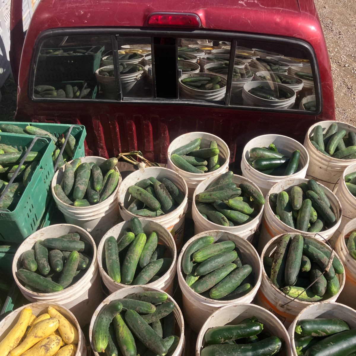 Farm Newsletter July 21,&nbsp;2026